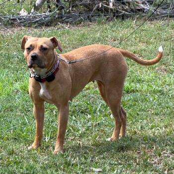 Pit Bull Terrier Dogs Available for Adoption in Venice, Florida - Skye | PetCurious