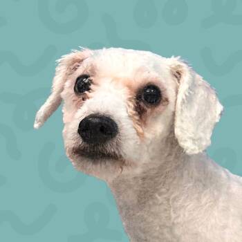 Lazlo -  Maltese and Poodle Dog for Adoption in Reno, Nevada - Lazlo | PetCurious