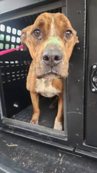 Tyler -  Pit Bull Terrier Dog for Adoption in Mobile, Alabama - Tyler | PetCurious