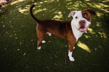 RUFUS -  Pit Bull Terrier and Mixed Breed Dog for Adoption in Orlando, Florida - RUFUS | PetCurious