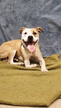 Kenya -  Mixed Breed Dog for Adoption in Hamilton, Ohio - Kenya | PetCurious