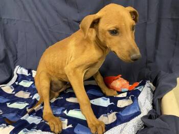 Doberman Pinscher and Mixed Breed Dogs Available for Adoption in Modesto, California - A610019 | PetCurious