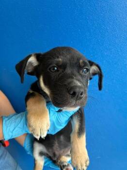 A256365 -  German Shepherd Dog and Mixed Breed Dog for Adoption in Visalia, California - A256365 | PetCurious
