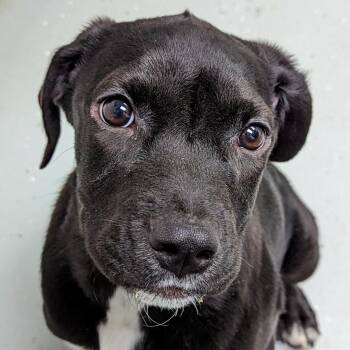 Rescue Hound and Mixed Breed Dogs for Adoption in Blairsville, Georgia - Topaz | PetCurious