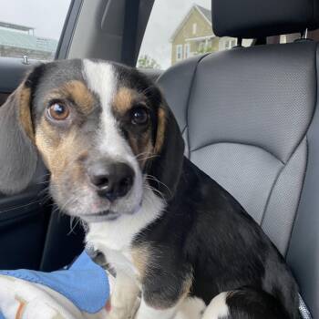 Beagle Dogs Available for Adoption in Memphis, Tennessee - Bonnie | PetCurious