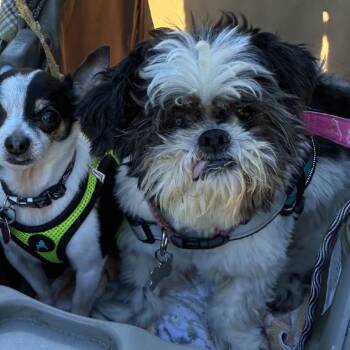 Shih Tzu Dogs Available for Adoption in Daphne, Alabama - Oscar | PetCurious