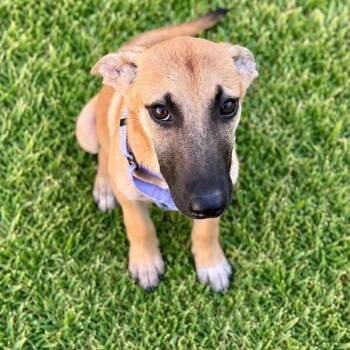 Ruby -  German Shepherd Dog Dog for Adoption in Houston, Texas - Ruby | PetCurious