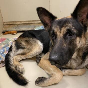 Buddy -  German Shepherd Dog Dog for Adoption in Westminster, California - Buddy | PetCurious