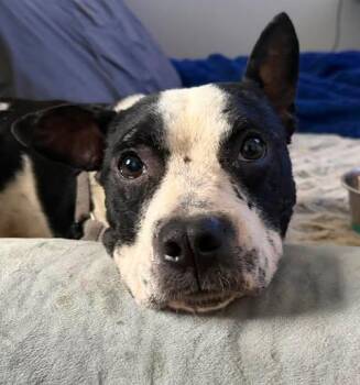 Willie -  Boston Terrier Dog for Adoption in Tulsa, Oklahoma - Willie | PetCurious