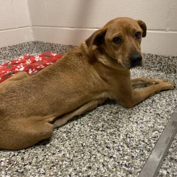 Feist and Beagle Dogs Available for Adoption in Morganton, North Carolina - Shelby | PetCurious