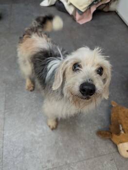 Seymour -  Beagle and Miniature Schnauzer Dog for Adoption in Delhi, New York - Seymour | PetCurious