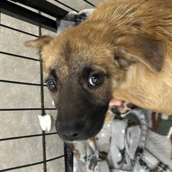 Spaniel and Mixed Breed Dogs Available for Adoption in Morton Grove, Illinois - Marsha | PetCurious