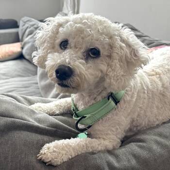 Bichon Frise Dogs Available for Adoption - Honor | PetCurious