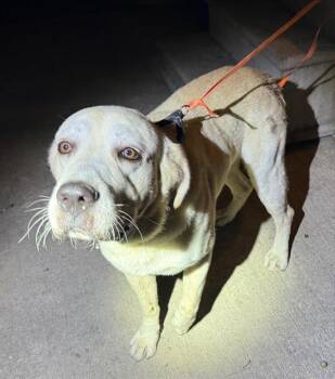 LEO -  Great Pyrenees Dog for Adoption in San Antonio, Texas - LEO | PetCurious