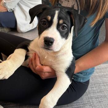 Fire Poker -  Mixed Breed Dog for Adoption in Columbia, Missouri - Fire Poker | PetCurious