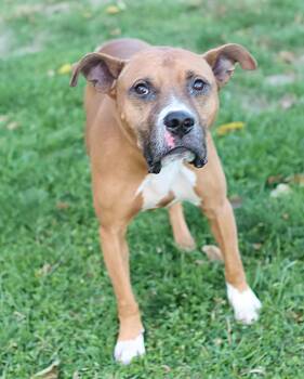 Rescue Boxer Dogs for Adoption in Lancaster, Ohio - Edwin | PetCurious
