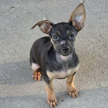 Fiona -  Dachshund and Terrier Dog for Adoption in Brockport, New York - Fiona | PetCurious