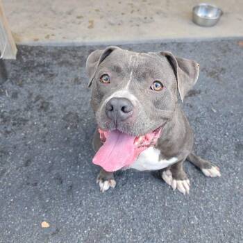 Blaze -  Pit Bull Terrier Dog for Adoption in Quakertown, Pennsylvania - Blaze | PetCurious