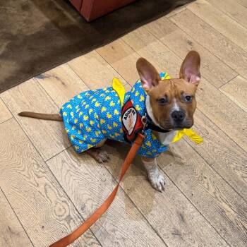 Mixed Breed Dogs Available for Adoption - Gibby | PetCurious