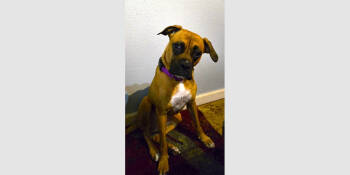 Rescue Boxer Dogs for Adoption in Hewitt, Texas - Luna X | PetCurious