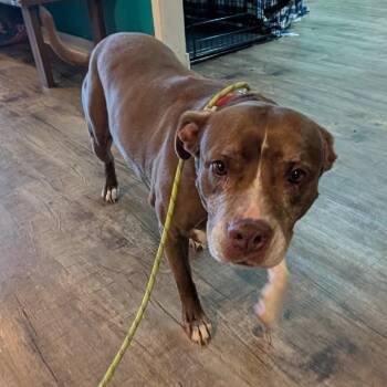 Pit Bull Terrier Dogs Available for Adoption in Jefferson City, Tennessee - Lilith | PetCurious