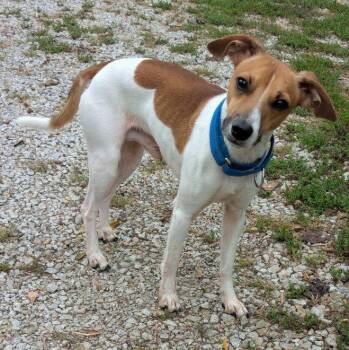 Benjamin -  Beagle Dog for Adoption in Blue Springs, Missouri - Benjamin | PetCurious