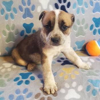 Blue Lacy and Boxer Dogs Available for Adoption - Stripe | PetCurious