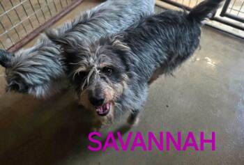 Savannah -  Terrier and Mixed Breed Dog for Adoption in Severance, Colorado - Savannah | PetCurious