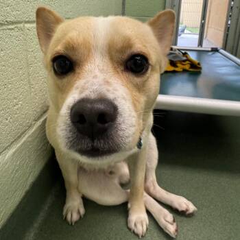 Aries -  French Bulldog and Chihuahua Dog for Adoption in West Palm Beach, Florida - Aries | PetCurious