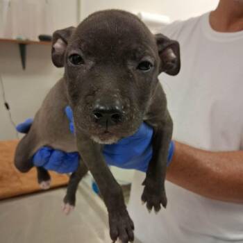 Shells -  Terrier and Mixed Breed Dog for Adoption in South Elgin, Illinois - Shells | PetCurious