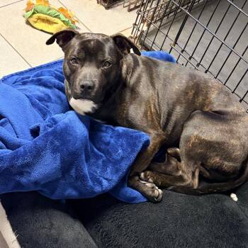 Brody 2257 -  Mixed Breed Dog for Adoption in Kansas City, Missouri - Brody 2257 | PetCurious