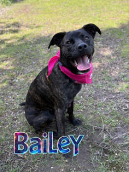 Rescue Labrador Retriever and Mixed Breed Dogs for Adoption in Joplin, Missouri - Bailey 126157 | PetCurious