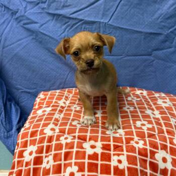 Terrier Dogs Available for Adoption in Fresno, California - Han | PetCurious