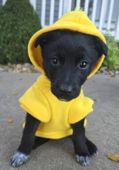 Graham -  Mixed Breed Dog for Adoption in Cedar Rapids, Iowa - Graham | PetCurious