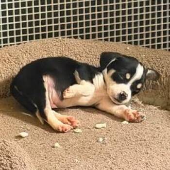Zero -  Mixed Breed Dog for Adoption in Fredericksburg, Virginia - Zero | PetCurious