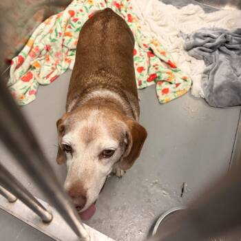 Opie -  Mixed Breed Dog for Adoption in Davenport, Iowa - Opie | PetCurious