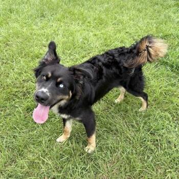 Mousse -  Australian Shepherd and Husky Dog for Adoption in Carencro, Louisiana - Mousse | PetCurious