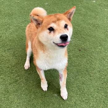 Red Velvet 8122 -  Shiba Inu Dog for Adoption in Loxahatchee Groves, Florida - Red Velvet 8122 | PetCurious