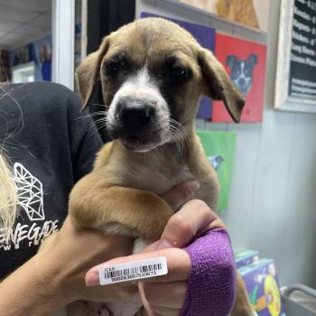 Mixed Breed Dogs Available for Adoption in Savannah, Georgia - Cassidy Puppy 3 | PetCurious