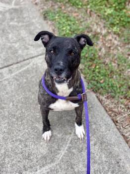 Mixed Breed Dogs Available for Adoption in Charlotte, North Carolina - ZINNIA | PetCurious