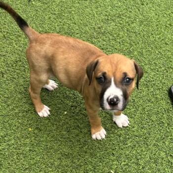 Yoda 5175 -  Mixed Breed Dog for Adoption in Loxahatchee Groves, Florida - Yoda 5175 | PetCurious