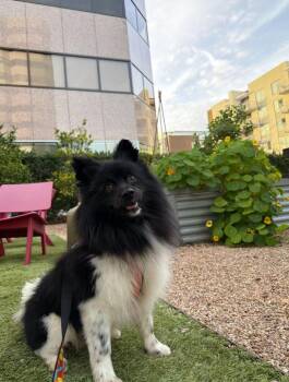 Pomeranian Dogs Available for Adoption - Meadow | PetCurious