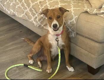 Rescue Labrador Retriever Dogs for Adoption in Kings Mountain, North Carolina - Maggie | PetCurious