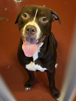 Glock -  Pit Bull Terrier Dog for Adoption in Mason City, Iowa - Glock | PetCurious