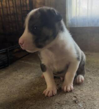 Rescue Pit Bull Terrier and Husky Dogs for Adoption in Erin, Tennessee - Clyde | PetCurious