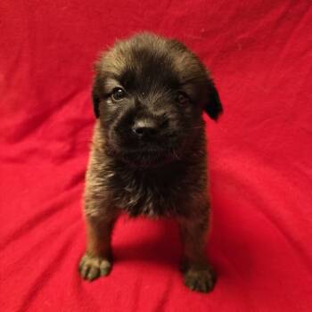 Rescue Shepherd Dogs for Adoption in San Antonio, Texas - Max | PetCurious