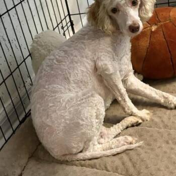 Finley -  Miniature Poodle Dog for Adoption in Maitland, Florida - Finley | PetCurious