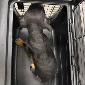110948 -  Mixed Breed Dog for Adoption in Las Cruces, New Mexico - 110948 | PetCurious