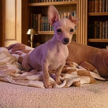 Hazel (1063) -  Chihuahua Dog for Adoption in Plymouth, Michigan - Hazel (1063) | PetCurious
