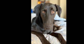 Archie -  Labrador Retriever and Doberman Pinscher Dog for Adoption in Dallas, Texas - Archie | PetCurious